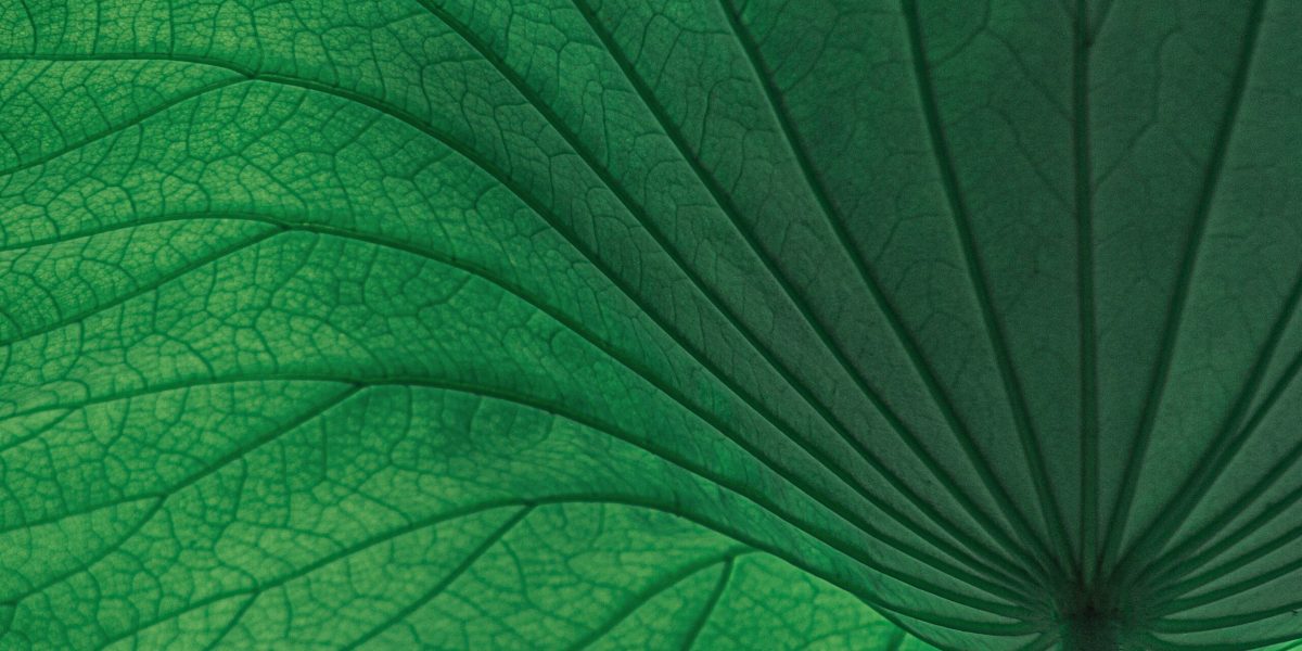 pexels-ag-zn-4075452