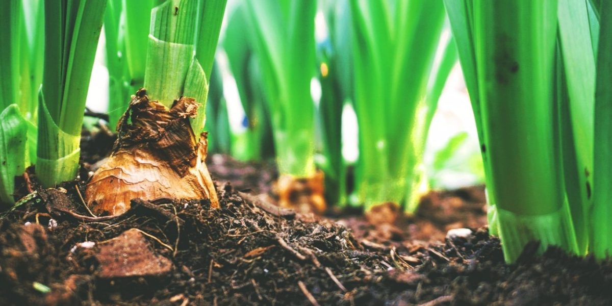 plant2